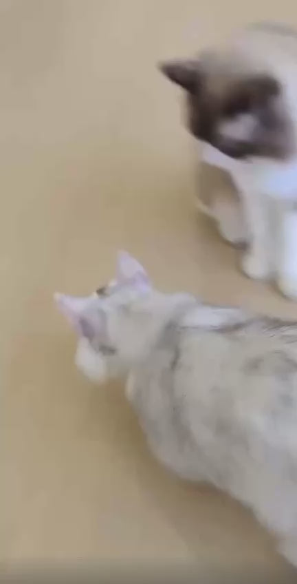 Balle Interactive Automatique pour Chat – Stimule l’Instinct de Chasse 🐾